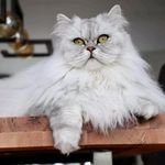 Jason Mefford - @meffmd - Instagram