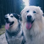 Jason & Milo - @jason_and_milo - Instagram