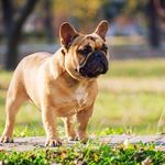 jason moose - @moose_jason - Instagram