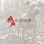 Jason Morton - @_red_storm_blues_llc - Instagram