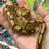 Jason Moses - @ilovebaldpythons - TikTok