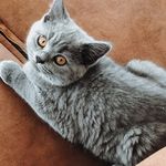 Otis & Jason british shorthair - @otisandjason_britishshorthair - Instagram