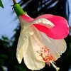 Surendra_kumar - @jasonpiatt017 - TikTok