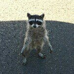 Jason Piazza - @jp45inbutte - Instagram