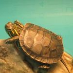 Jason Piotrowski - @jasonpiotrowski - Instagram