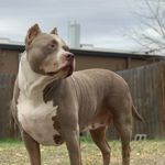 Jason Reddick - @snowstrom_bullies_texas - Instagram