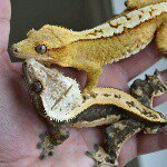 Jason Reiter - @allstargeckos - Instagram