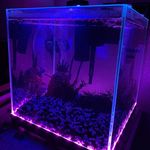 Jason Rupe - @whatsupintheaquarium - Instagram