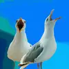 Jason & Sandy Seagull - @jasonsandyseagull - TikTok