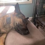 Jason Spry - @_crazy_crazy_dogs_ - Instagram