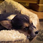 Jason Standridge - @corgisquad - Instagram