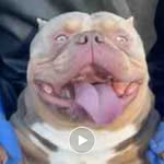 Jason. House of Super Bully - @jason.super.bully - Instagram