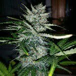 Jason Tonelli - @tnelzghill - Instagram