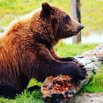 Urso Jason - @urso.jason - Instagram