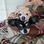 Jason & Vera - @jasonverachihuahua - Instagram