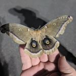 Jason Walz - @iwasthrownlikeaonesideddie - Instagram