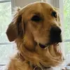 KevinIsSpoiled - @jason.walz7 - TikTok