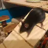 jamiro - @jason.weimer - TikTok