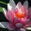 jasonwenner26 - @jasonwenner26 - TikTok