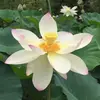 jasonwhitener577 - @jasonwhitener577 - TikTok
