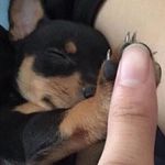 Jason Wickman (Fake Name) - @animals_ar_gud - Instagram