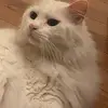 jaspar is weird - @jaspar.is.weird - TikTok