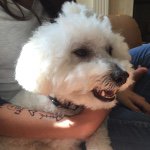 Jasper Alexander The Dog - @jasperthedog - Instagram