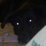 Jasper Anderson - @jasperdafriendlydog - Instagram