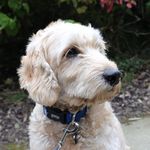 Jasper Anderson - @jaspertherapydog - Instagram