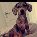Jasper Anderson-Street - @jasper_daxijack22 - Instagram
