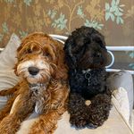 Jasper and Bailey - @jasper.bailey21 - Instagram