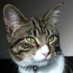 Jasper Bailey! - @jasper_the_super_cat - Instagram
