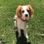 Jasper Bailey - @jasperthebeaglier - Instagram