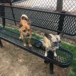 Jasper, Coco,  Bailey - @squad_pets_pdx - Instagram