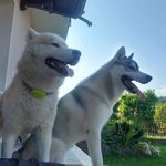Buck & Jasper - @buckjasper3 - Instagram