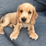 Jasper - @jasper.fluff.bucket_cocker - Instagram