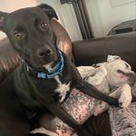 Bean & Jasper Butler 🐾 - @butlerhousepups - Instagram