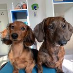 Dachshunds Butler & Jasper 🇺🇦 - @butler_and_jasper - Instagram