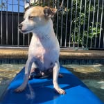 Jasper Casey - @jasper.the.jackrussellx - Instagram