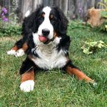 Jasper Coleman - @mountaindogjasper - Instagram