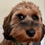 Jasper Cooke - @jasperskingdom - Instagram