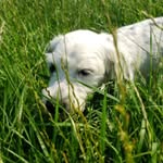Jasper Cooke - @jaspercthedog - Instagram
