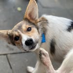 Jasper Prancer Cooke - @junketjasper - Instagram