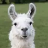 LLAMAS44!!! - @jaspercooley5 - TikTok