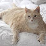 Jasper Cunningham - @jasperthecat123 - Instagram