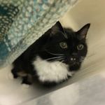 Jasper Tobias Cunningham - @fabulous_cat_jasper - Instagram