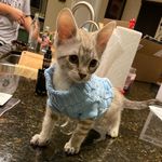 Jasper Delgado - @jasper_the_cutest_kitten - Instagram