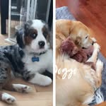 Dudley & Jasper - @dudley.and.jasper - Instagram