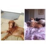 dudley and jasper - @jasperanddudley_ - Instagram
