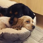 Dudley And Jasper - @dudley_and_jasper - Instagram